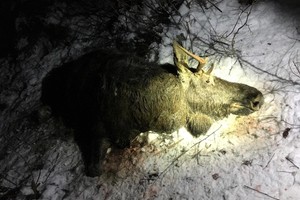 Vietoj elnio briedį nušovęs medžiotojas neteko šautuvo ir teisės medžioti