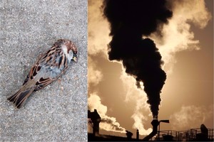 Radinys paukščių plunksnose atskleidė nemalonią tiesą apie praeitį