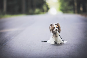 Svajonių šuo: ypatingos išvaizdos keturkojis, pasaulį išvydęs per atsitiktinumą