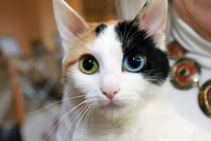 Įdomybės apie kates, kurių turbūt nežinojote