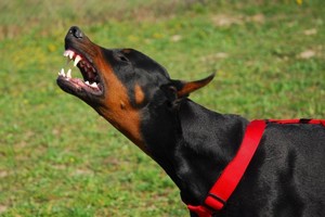 Kodėl vieni šunys yra agresyvesni už kitus?