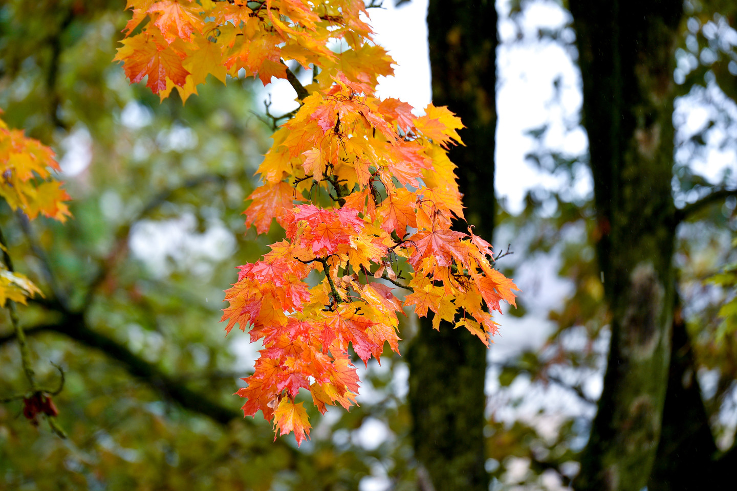 Tokio lietingo rugsėjo kai kuriuose šalies regionuose nebuvo 50 metų, LRT.lt sako Lietuvos hidrometeorologijos tarnybos (LHMT) Klimatologijos skyriaus vedėjas dr. Donatas Valiukas.<br>V.Ščiavinsko nuotr.
