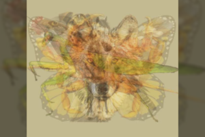 Ką pamatėte pirmą? Sužinokite stipriausią savo asmenybės pusę