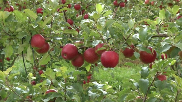 Specialistas pataria, kada geriausia skinti obuolių derlių