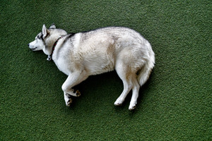 Populiariausi šunų dresūros mitai