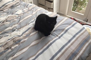 Vyro katė elgėsi keistai. Sužinoję kodėl – kvatositės iki ašarų