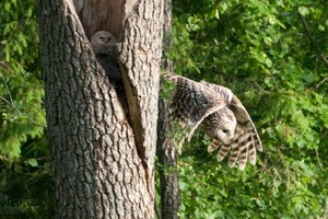 Lietuvoje dar yra laukinių girių - apie tai sužinos pasaulis!