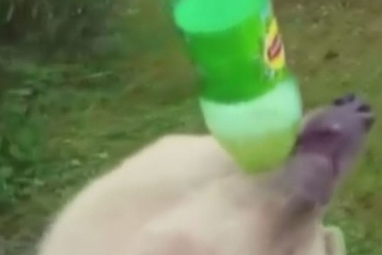 Internautai juokauja: „Meška ruošiasi koledžui“