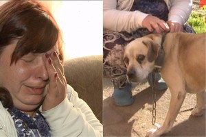 Daugiavaikę šeimą ištiko nelaimė: verkė net veterinaras