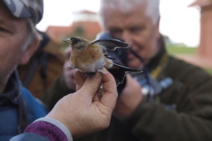 Žmonių rankose – dešimtys tūkstančių paukščių. Ir kam to reikia?
