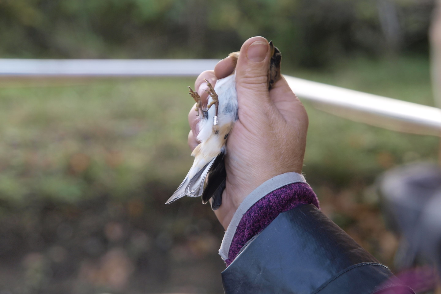 „Patinai gražesni, plunksnos – daug ryškesnės“, – lyg būtų akivaizdu, pratarė Ventės rago ornitologė Regina Rangienė. <br> A.Srėbalienės nuotr. 