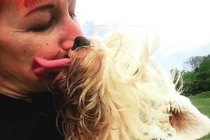 Po santuokos su šunimi airės gyvenimas subyrėjo į šipulius