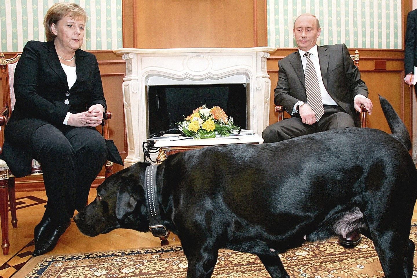 2007 metais Sočyje V.Putinas į susitikimą su Vokietijos kanclere A.Merkel atsivedė Labradoro retriverę Koni net ir žinodamas, kad viešnia labai bijo šunų.<br>„Scanpix“ ir „ViDA Press“ nuotr.