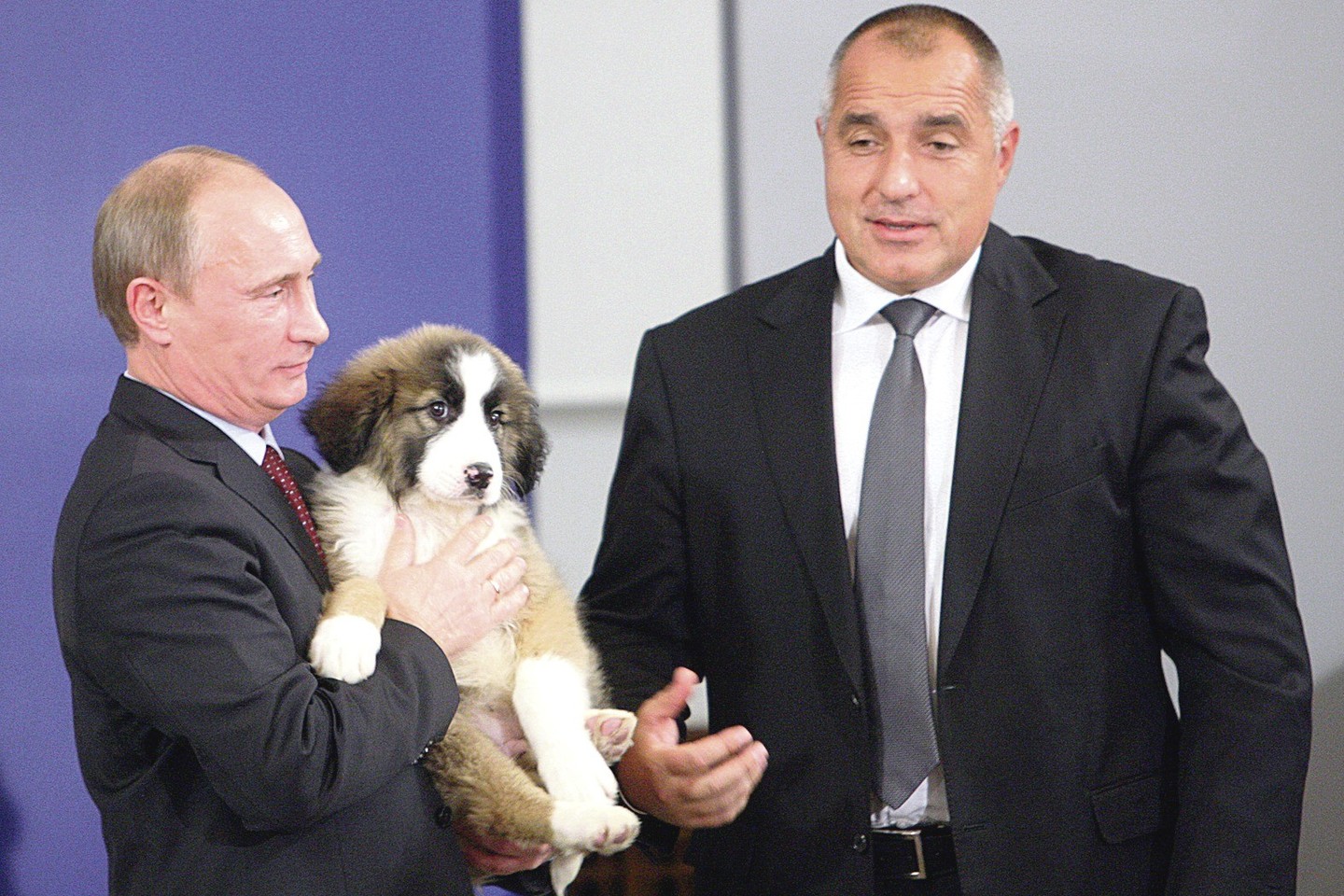 2010 metais viešėdamas Sofijoje V.Putinas, tuomet būdamas Rusijos premjeru, gavo Bulgarijos aviganį iš juos veisiančio Bulgarijos premjero B.Borisovo.<br>„Scanpix“ ir „ViDA Press“ nuotr.