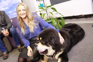 Tibeto mastifai – legendomis apipinti liūdno snukio riteriai