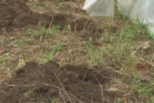 Du naujagimius šiltnamyje užkasusiai moteriai gresia kalėjimas iki gyvos galvos