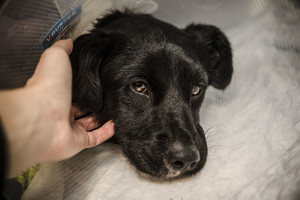 Rentgeno nuotrauka atskleidė žiaurią gatvės šuns kančią