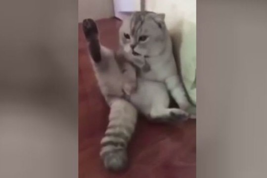 Katino išraiška pauosčius save prajuokino internautus