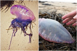 Jūra į krantą išmetė keistas būtybes: perspėja jų neliesti