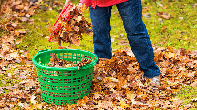 Neįtikėtina kaunietės kova su rudeniniais lapais: kasa duobes ir laidoja