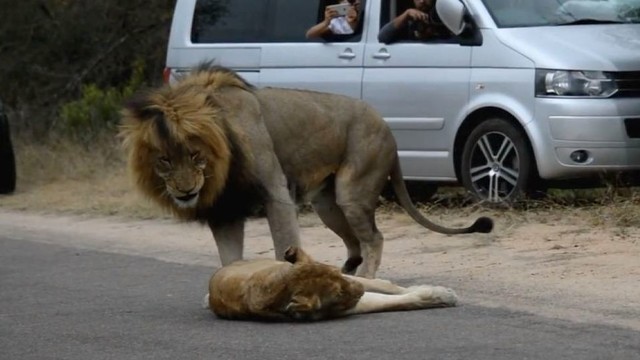 Liūtai nesikuklino – viduryje kelio demonstravo, kaip „tai“ daryti