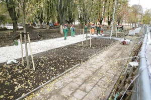 Lukiškių aikštėje senas liepas pakeis sidabriniai klevai