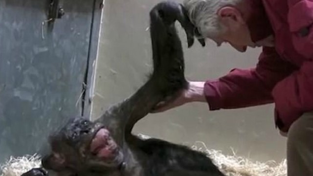 Ypač jautri akimirka – paskutinis šimpanzės poelgis prieš mirštant