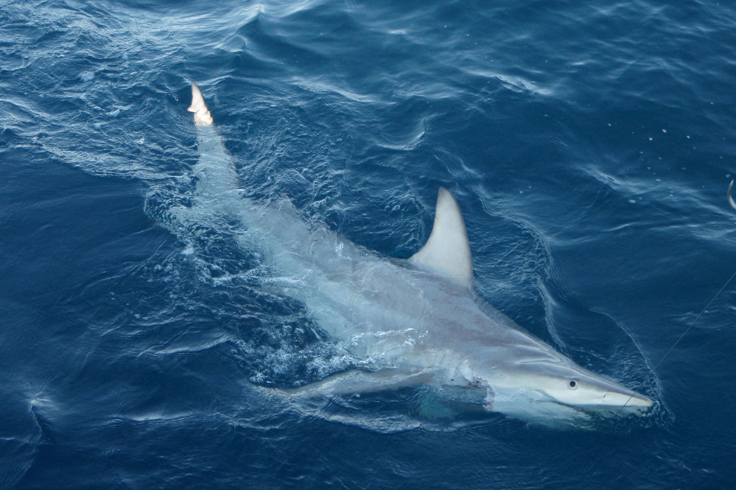  Rykliai prie Australijos krantų pastebimi dažnai.<br> AFP/„Scanpix“ nuotr.