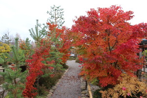 Nepaprastas gamtos grožis: sodas prie Kretingos nusidažė šimtais atspalvių