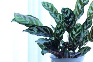 Jūsų namuose neauga gėlės? Nuo šiol viskas pasikeis