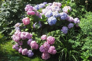 Ar augalas išgyvens žiemą – yra vienas kriterijus, kuris aiškiai tai  nusako