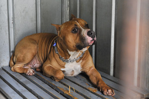 Pakaunėje nušautas šuo, į keturkojį paleistos 5 kulkos