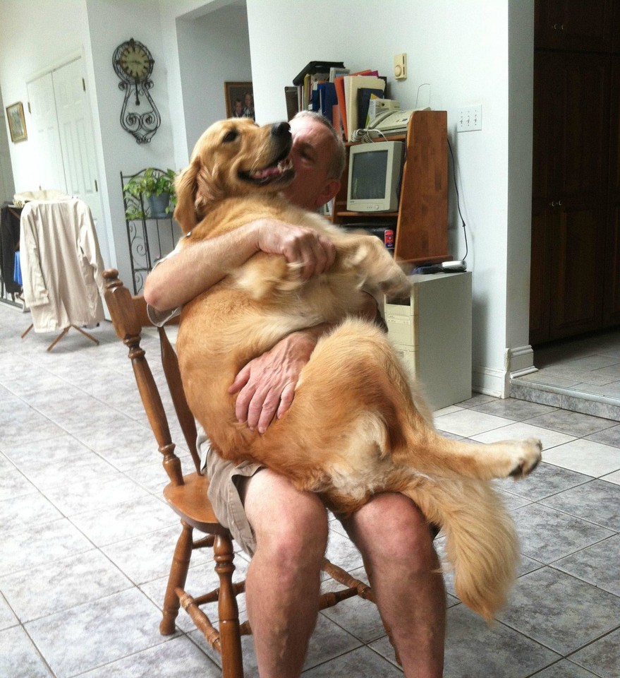  „Mano šuo išsigando, kai jos kailį nuskuto, taigi tėčiui teko jį ilgai laikyti ant kelių“.<br> Soc. tinklų (imgur.com ir instagram.com) nuotr.