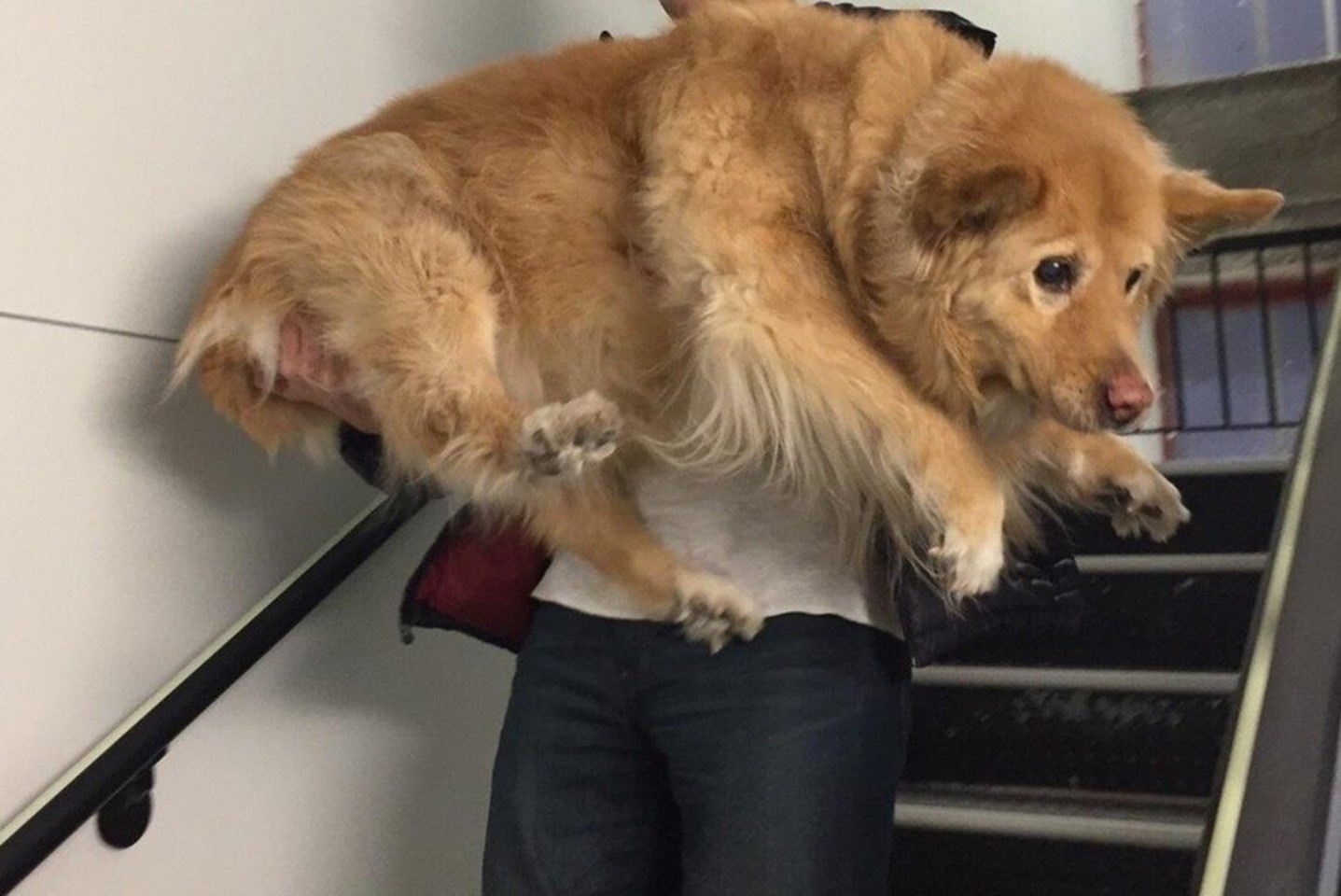  Jis išsigando, kai įsijungė priešgaisrinė sirena.<br> Soc. tinklų (imgur.com ir instagram.com) nuotr.