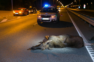  Gamtininkas Selemonas Paltanavičius įspėjo apie mirtiną pavojų kelyje