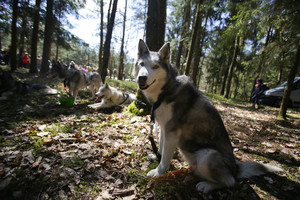 Kavos tirščiai gali būti naudingi ir jūsų augintiniui – sužinokite