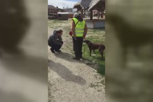 Šuns reakcija po 2 metų išvydus šeimininką sujaudins iki ašarų