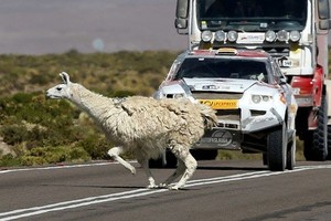 Gyvūnų elgesys glumina gamtininkus – tam paaiškinimo nėra