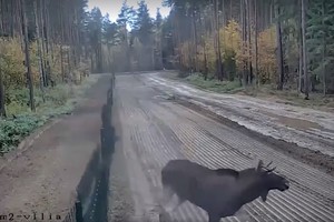 Briedžio poelgis Lietuvos pasienyje prajuokino baltarusius