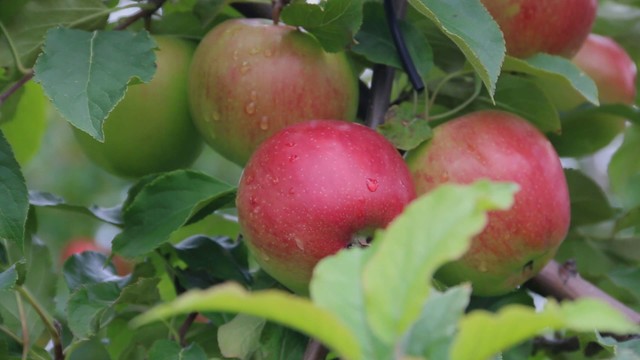  Kokie obuoliai yra nacionalinės kokybės?