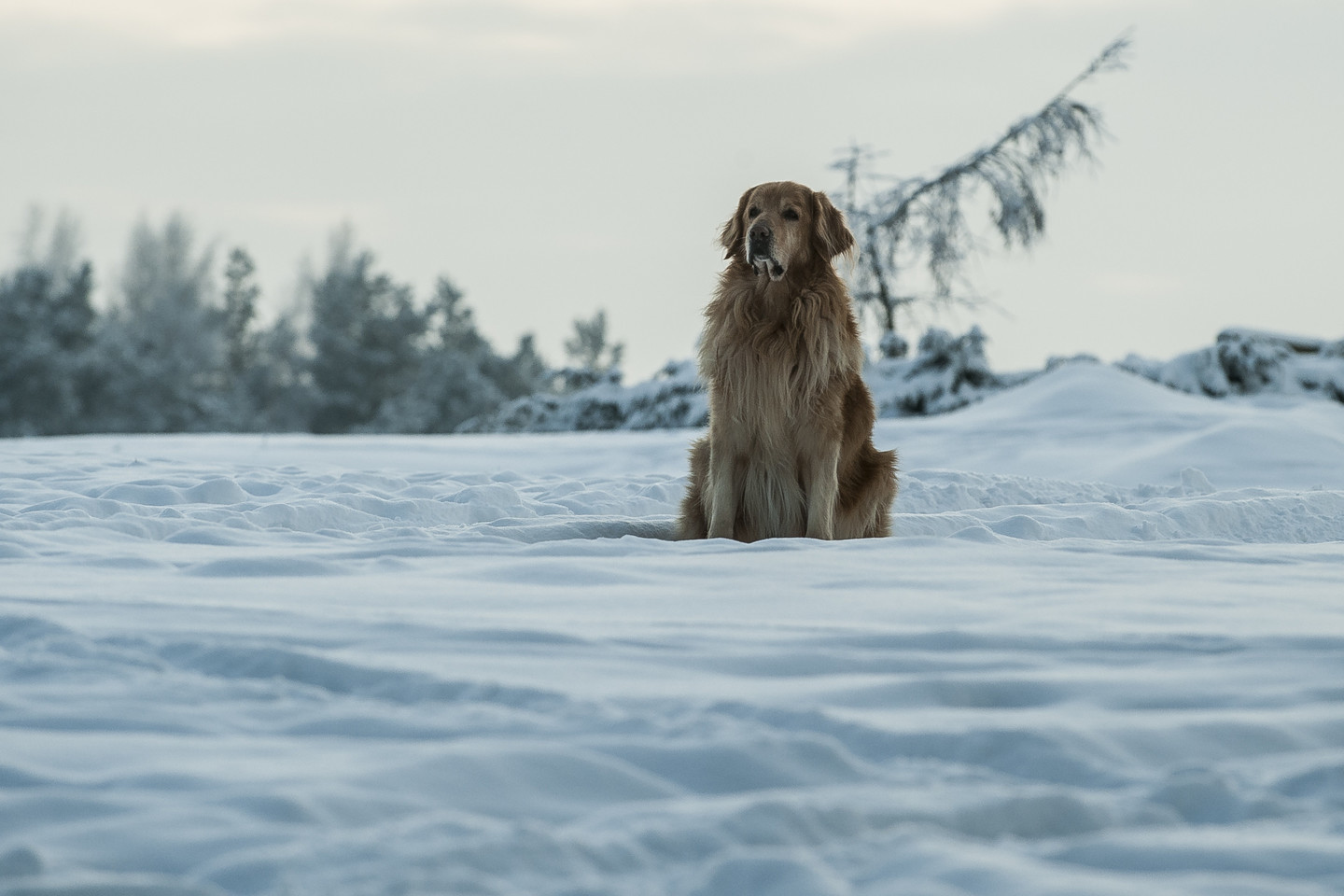 Aktyvūs žaidimai, įdomi veikla lauke – pats geriausias būdas grūdinti augintinį. Judėjimas gryname ore stiprina šuns raumenis, didina sąnarių lankstumą, gerina virškinamojo trakto darbą.<br>V.Ščiavinsko nuotr.