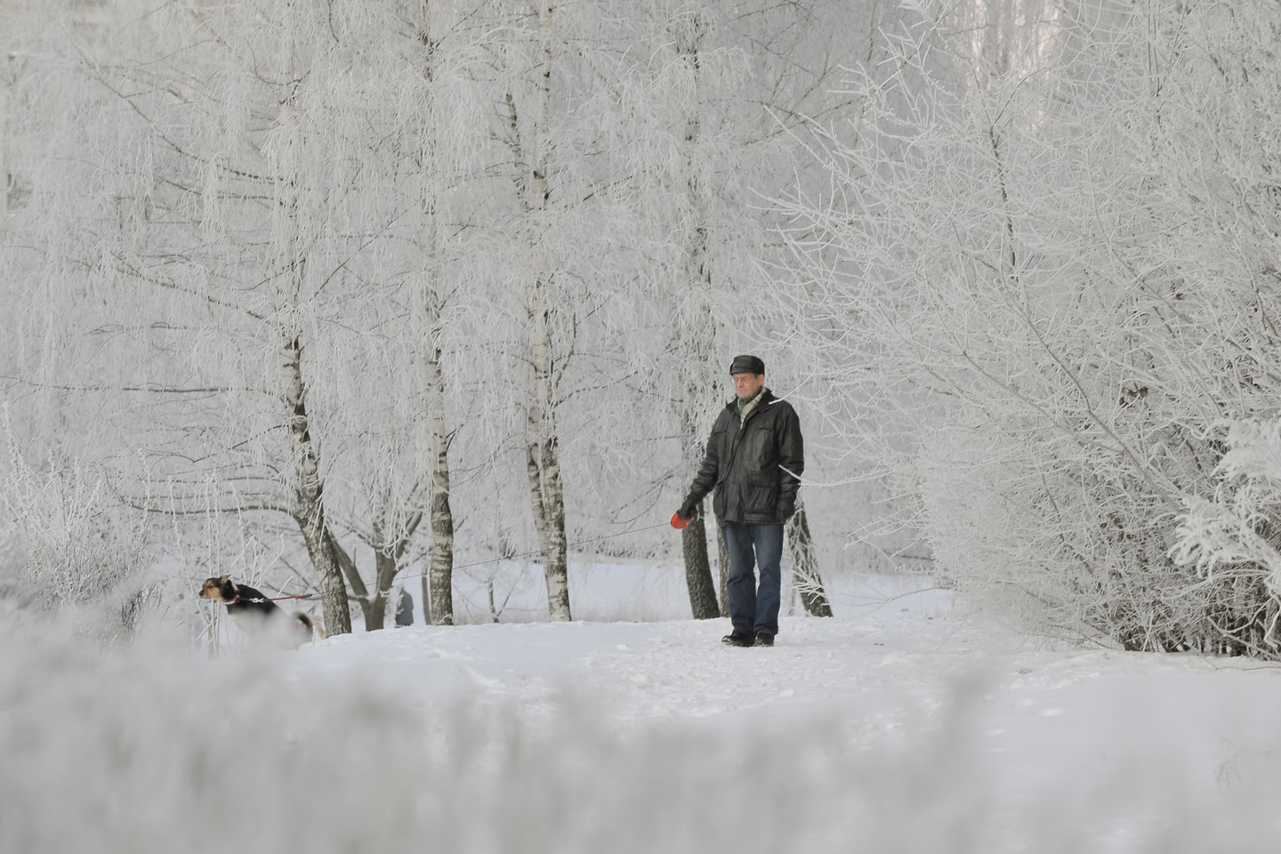 Aktyvūs žaidimai, įdomi veikla lauke – pats geriausias būdas grūdinti augintinį. Judėjimas gryname ore stiprina šuns raumenis, didina sąnarių lankstumą, gerina virškinamojo trakto darbą.<br>V.Ščiavinsko nuotr.