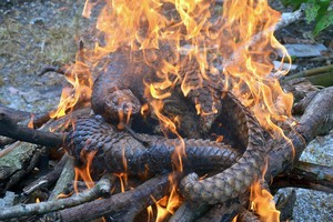 Į uostą atplaukusiame laive aptikta gyva kontrabanda už 1,3 mln. eurų