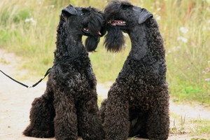 Svajonių šuo: tobulas gamtos kūrinys, į kurį žmonės atsisuka pažiūrėti