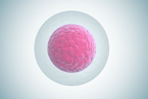 Liberalė siūlo atsisakyti neriboto embrionų saugojimo 