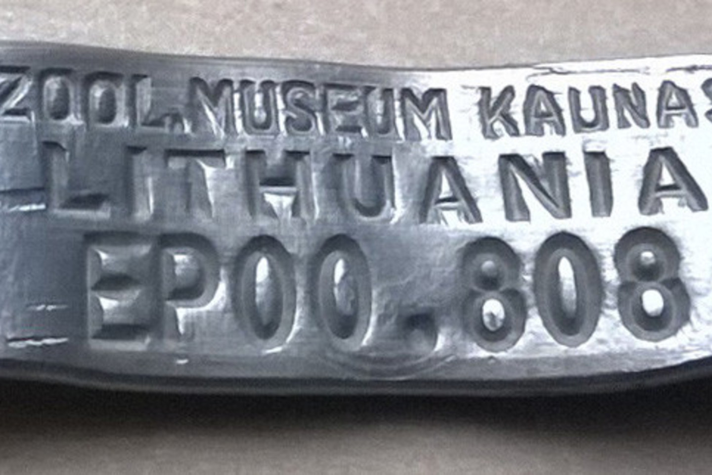 Nuo nugaišusio paukščio kojos nuimtas žiedas.<br> „La Tichodroma“ nuotr.