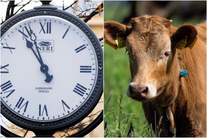 Artėja laiko persukimas: Seime vėl susirūpinta karvėmis