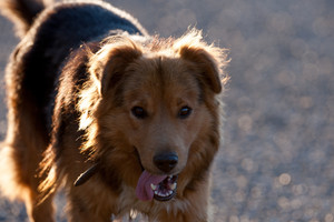 Nugaišo iki Juodosios jūros su lietuvių raiteliais keliavęs šunelis Alšis