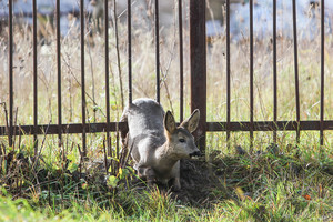 Kaune prie autoserviso tvora stirnai tapo netikėtais spąstais