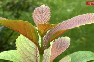 Anykštėno  augalų kolekcijoje – kone gražiausias pasaulyje krūmas